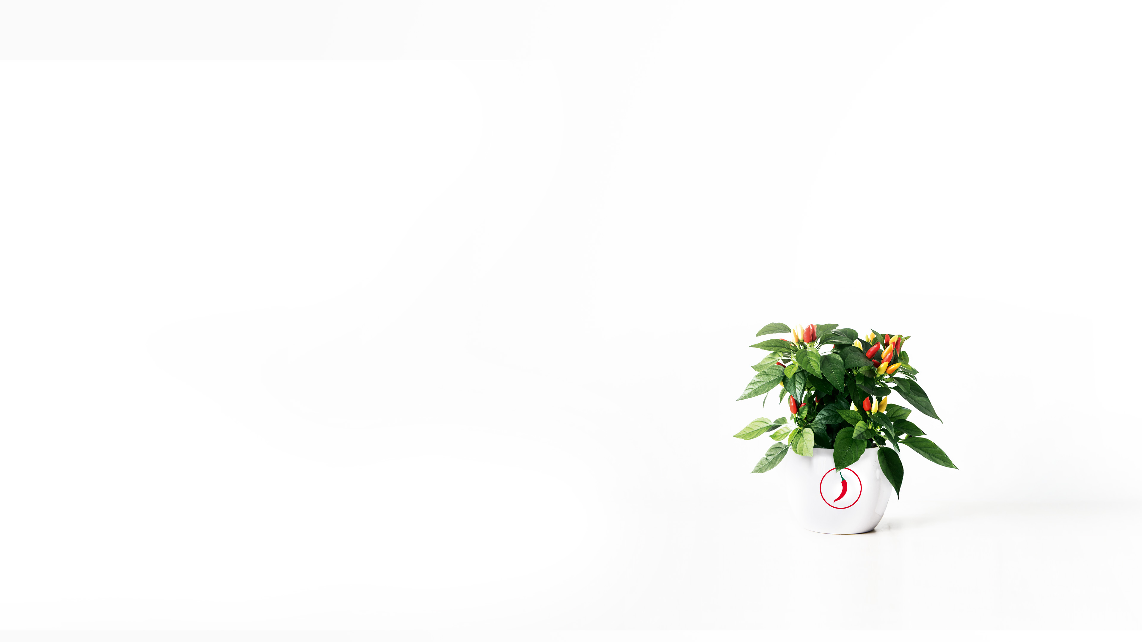 Pepper plant in a white vase